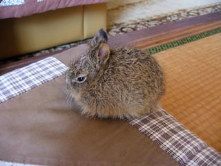 ��E�T�M�̎q�ǂ�