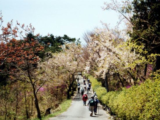 春の神乃倉山